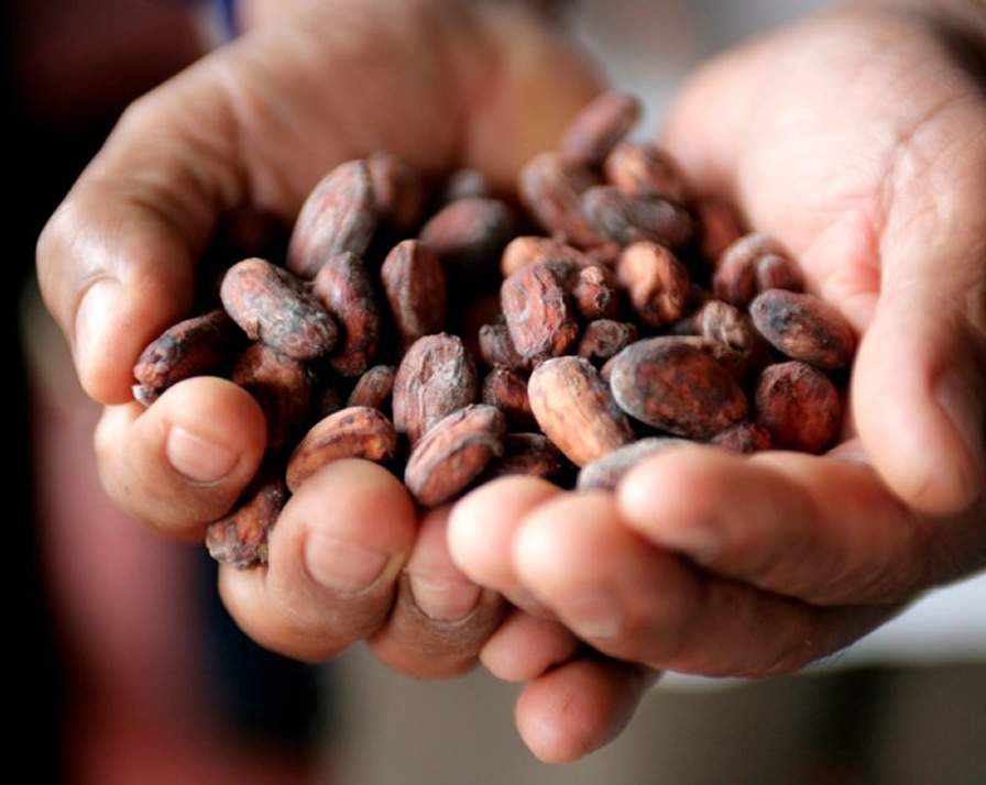 Cacao en manos